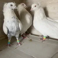 ۳ تا نر بهبونی ۲ تا سفید یه دم سبز دوکاکل