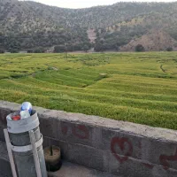 فروش زمین کشاورزی، برنج کاری