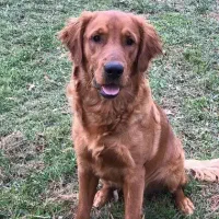 گلدن رتریور دارچینی دارک ماده