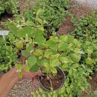 یاس رازقی فقط۲۸ت|گل و گیاه طبیعی|اصفهان, زاجان|دیوار