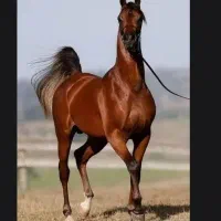 خرید و فروش اسب