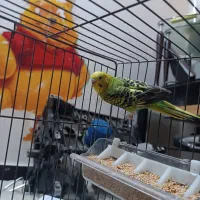 مرغ عشق|پرنده|مسجد سلیمان, |دیوار