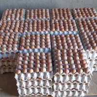 تخم مرغ محلی|خوردنی و آشامیدنی|همدان, |دیوار