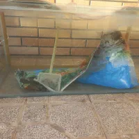 اکواریوم