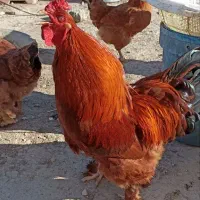 مرغ و خروس پاپر زیبا (دورگه برهما)