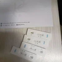 سگ پامر ۲ ساله|سگ|شهریار, شهریار|دیوار