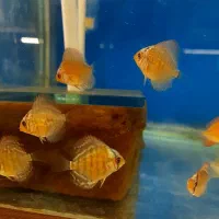 انواع لوازم آکواریوم و ماهیهای زینتی کاسپین