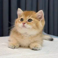 چشم زمردی طلایی