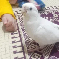 گمشده عروس هلندی