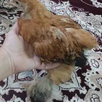 جوجه ۲ ماهه برهما خورموج
