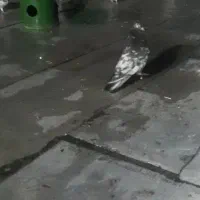 کبوتر سرورنر|حیوانات|چهارباغ, |دیوار