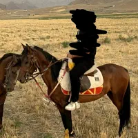 اسب نریان یورقه