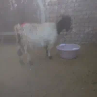 سلام دوعدد بره شیری ماده و یک عدد بز غاله ماده|حیوانات مزرعه|جعفرآباد, |دیوار