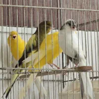 قناری رسمی بلند ماده|پرنده|باغستان, |دیوار