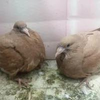 جوجه زرد کرمونی 800|پرنده|تربت‌حیدریه, آبشار|دیوار