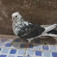 کفتر پرشی|پرنده|زارچ, |دیوار