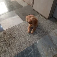 سگ پاکوتاه|سگ|ساری, |دیوار