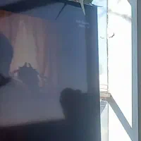 مرغ عشق دستی|پرنده|مشهد, هفده شهریور|دیوار