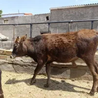 گوساله رسمی