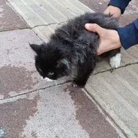 گربه پرشین طوسی مشگی