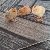 ۴۰ عددجوجه مرغ