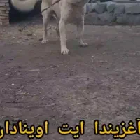 سگ سرابی