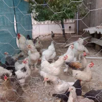 مرغ و خروس و جوجه برهما|حیوانات مزرعه|گنبد کاووس, |دیوار