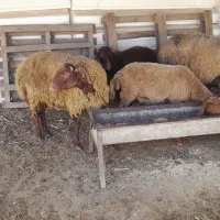گوسفند بره نر