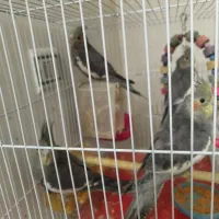 فروش فوری عروس هلندی