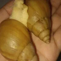 حلزون آرایشی هفت تا هشت سانت
