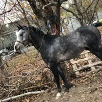 نریان عرب کرد