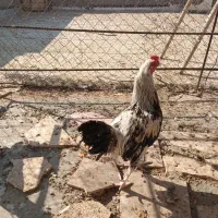 خروس نژاد لاری|حیوانات مزرعه|قم, پردیسان|دیوار