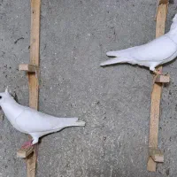 سفید کاکلی ماده عتیقه|پرنده|لار, |دیوار