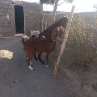 بز و بزغاله