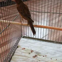 قناری سوخته سرخ نگرو نره مست|پرنده|شاهین‌شهر, شهرک امام علی|دیوار