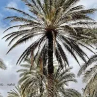 فروشی