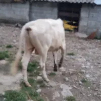 گاو
