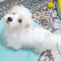 سگ شیتزو کراس