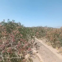 فروش ۱۰۰۰ متری|فروش دفتر صنعتی، کشاورزی، تجاری|زرند, |دیوار