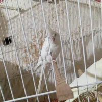 عروس هلندی آلبینو