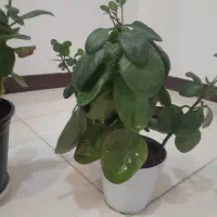 قاشقی