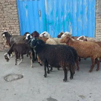 ۱۴راس میش داشتی