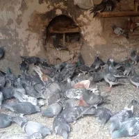 کفتر پلاکی