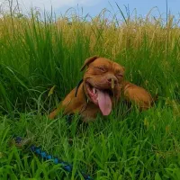 پیتبول تریر نر جهت جفت زدن