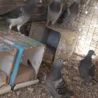 جوجه پلاکی