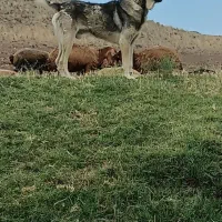 گمشده|حیوانات|ارشق, |دیوار