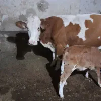 گوساله ماده|حیوانات مزرعه|میاندوآب, |دیوار