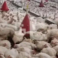 گارگر مرغداری ا