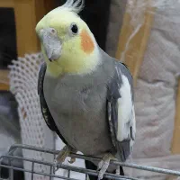 عروس هلندی نر سینامون