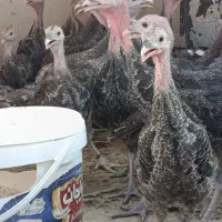 تعداد ۴۰قطعه بوقلمون به صورت یک جا به فروش میرسد